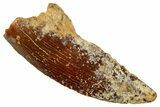 Serrated, Raptor Tooth - Real Dinosaur Tooth #243699-1